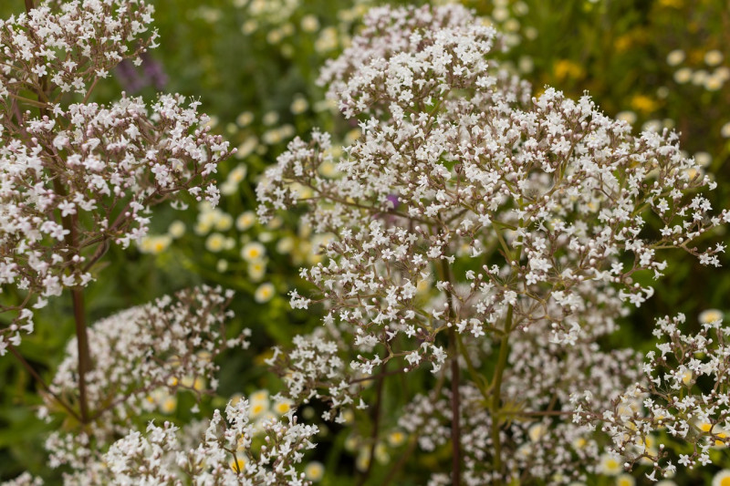 Echte Valeriaan - Valeriana officinalis - weefplant - hoge -bloemschermen - inheemse vaste plantentuinen